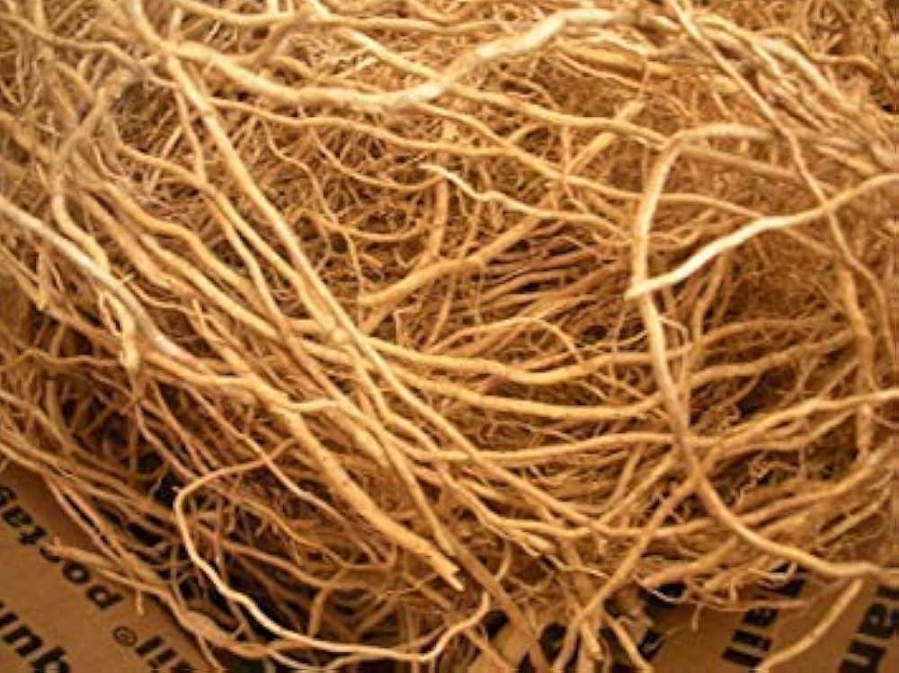 vetiver2